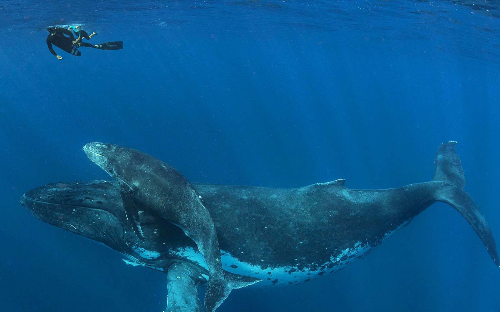 Parent and child swimming near a whale